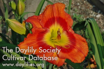 Daylily Blow Torch